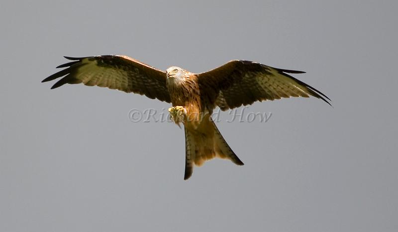 RedKite 19.jpg